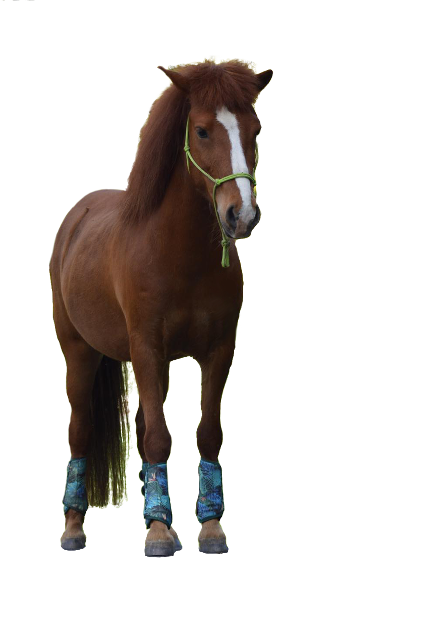 braunesPferd_frei