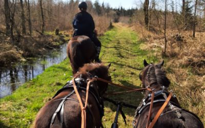 Begegnungen von Kutschen und Reitern im Gelände