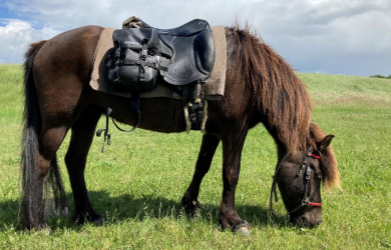 Zusammenfassung Online Themen-Abend Wanderreiten