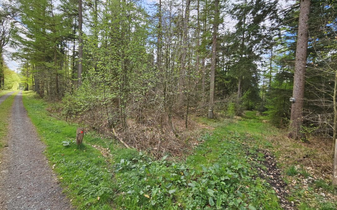 STE – Positive Gespräche im Drager Forst