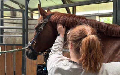 Neuer Kooperationspartner – Svenja Riekehr – Tierheilpraktik & Pferdeosteopathie