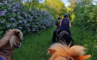 Rückblick des Wanderreitcamps 2026